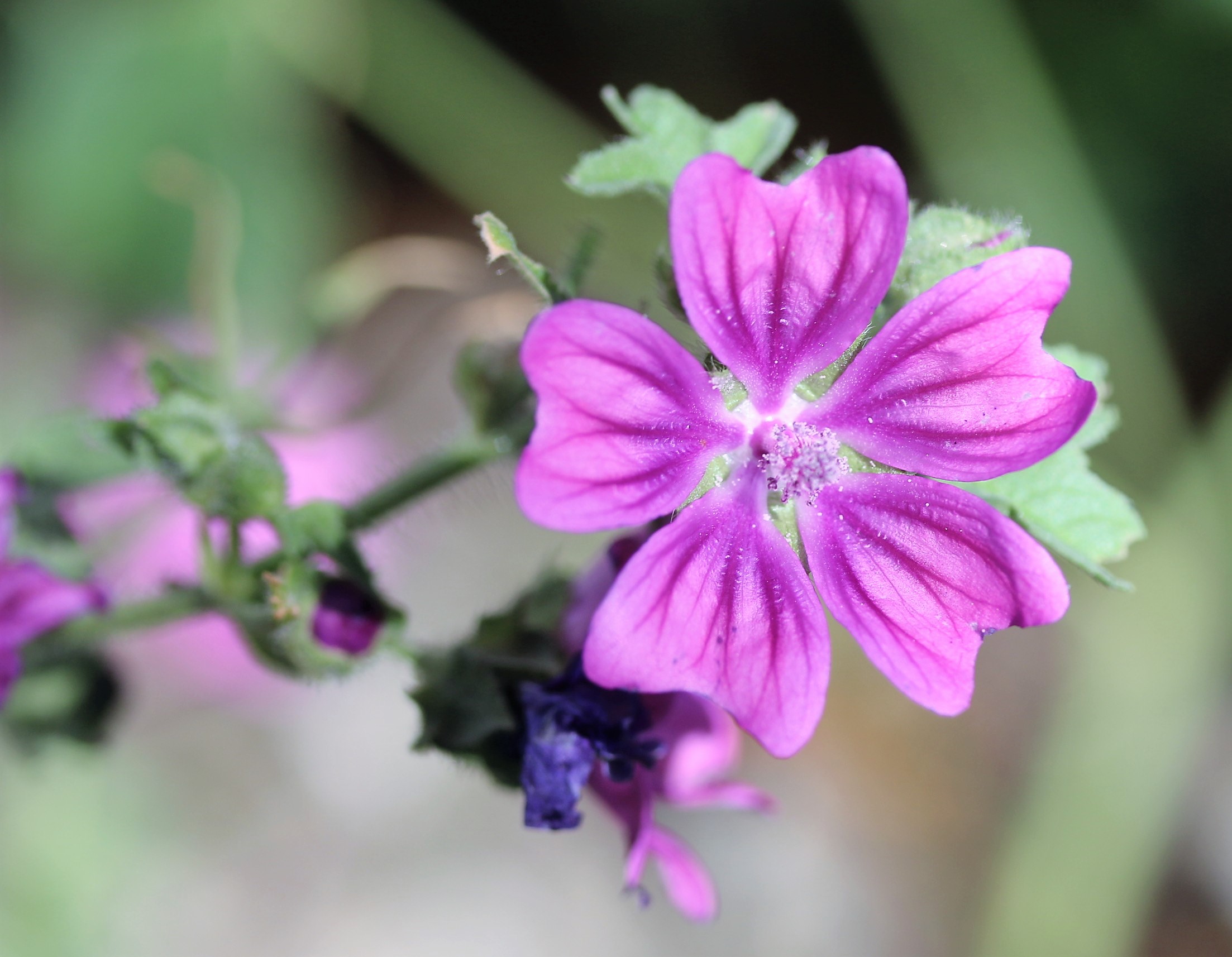 Malva Sylvestris